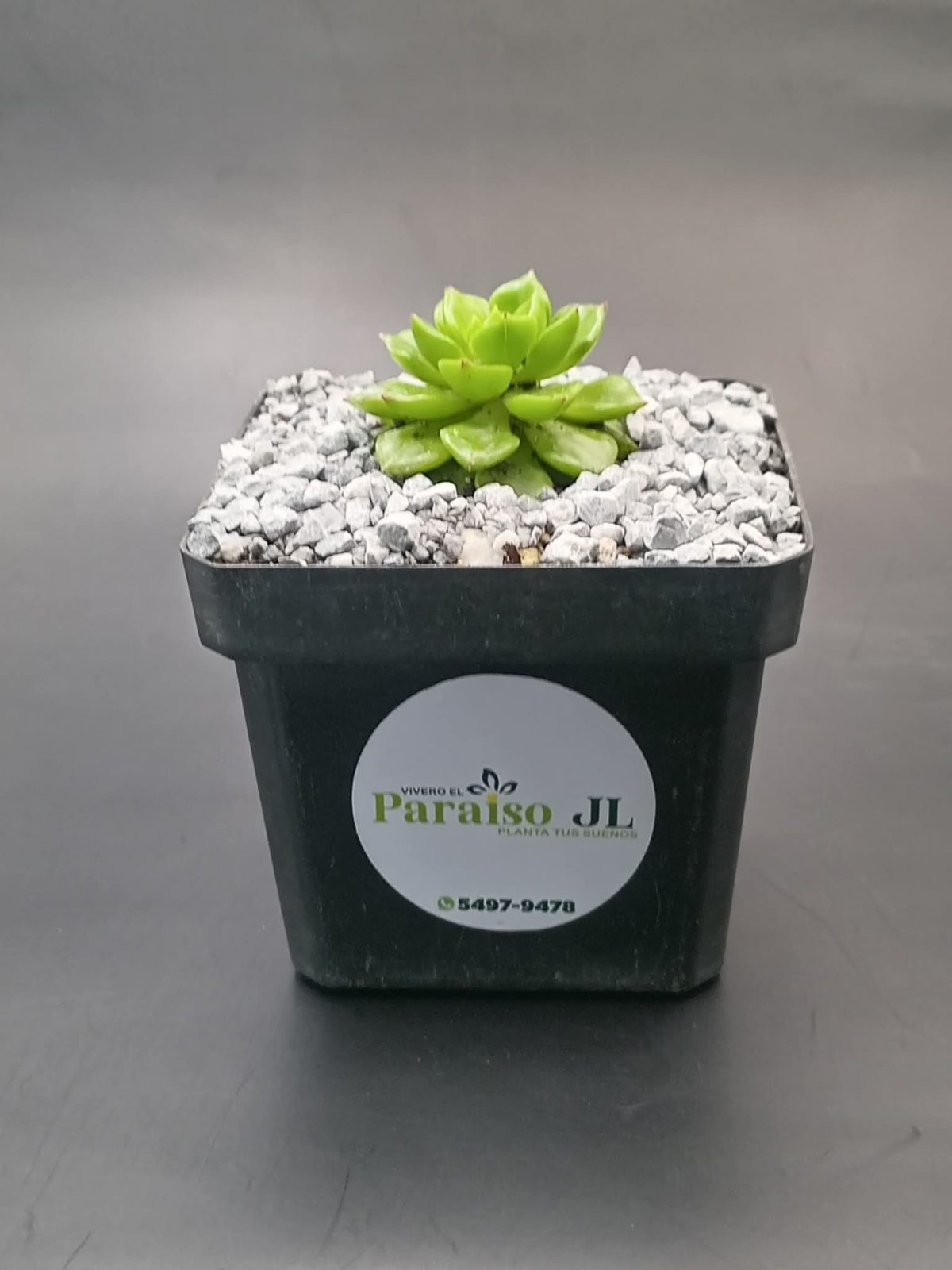 Suculenta - Imagen 2