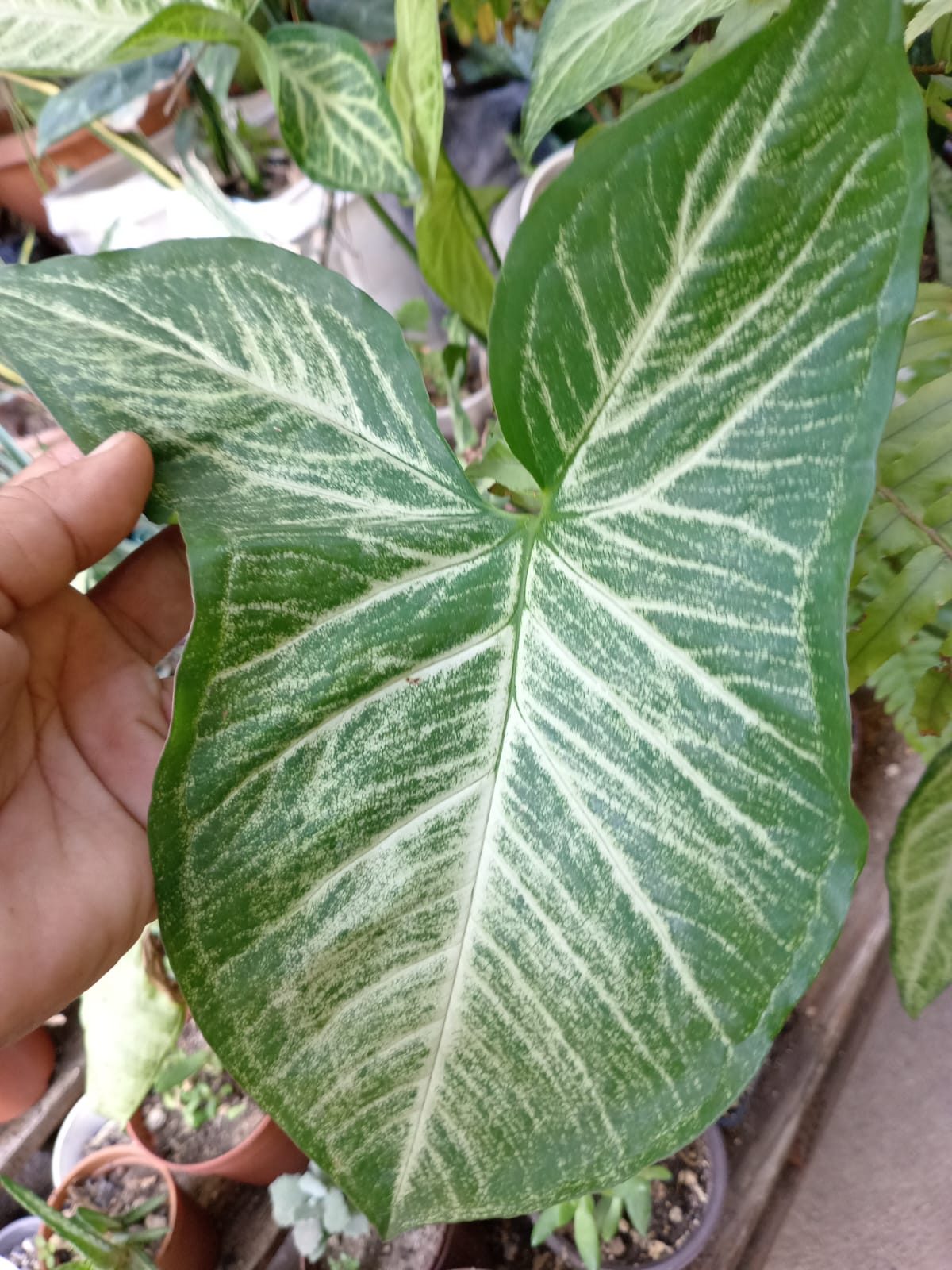 Hojas para decorar tu hogar - Imagen 4