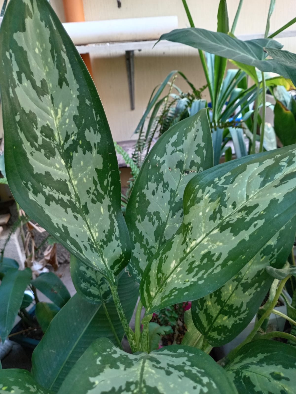 Hojas para decorar tu hogar - Imagen 12