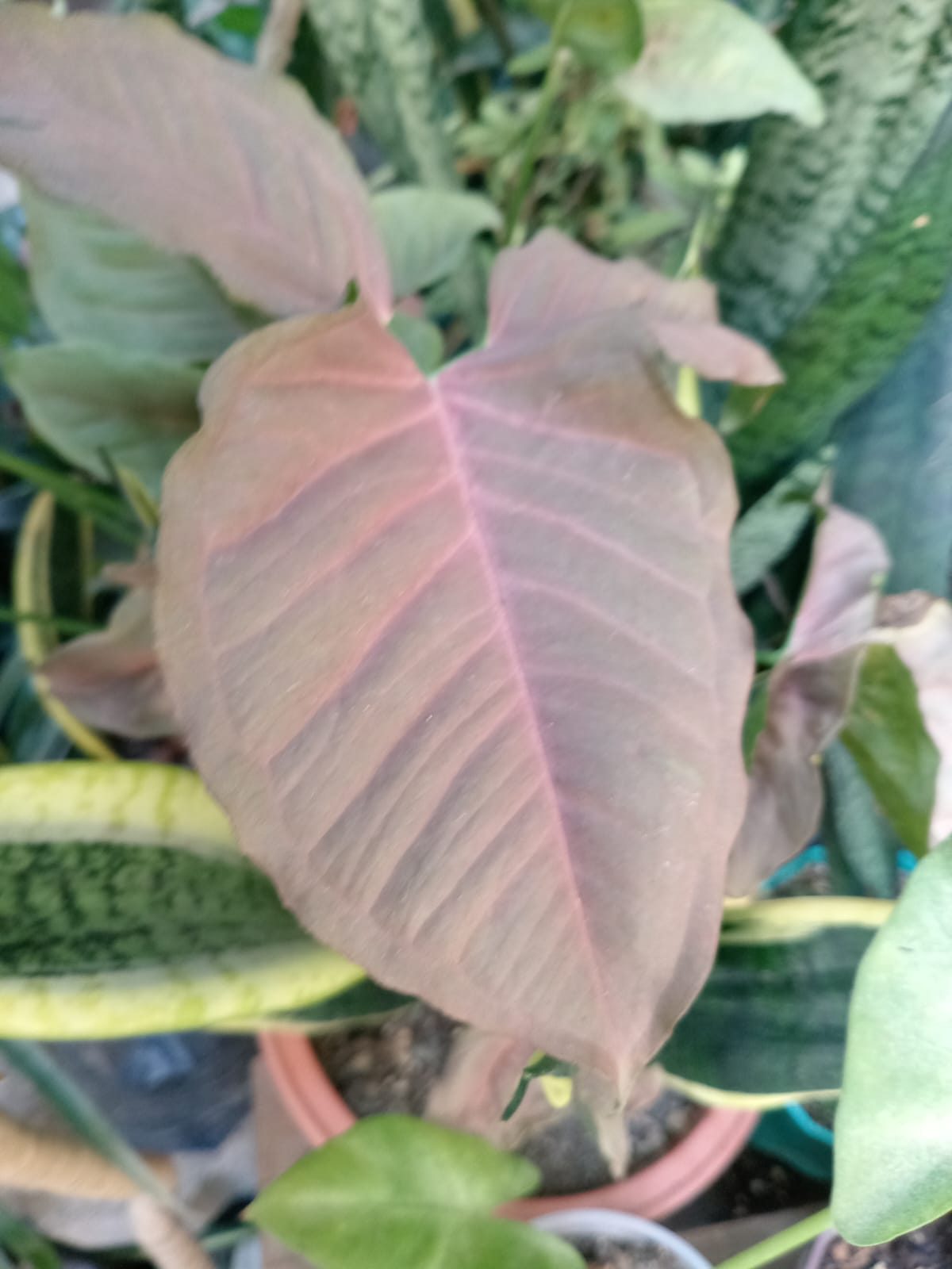 Hojas para decorar tu hogar - Imagen 7