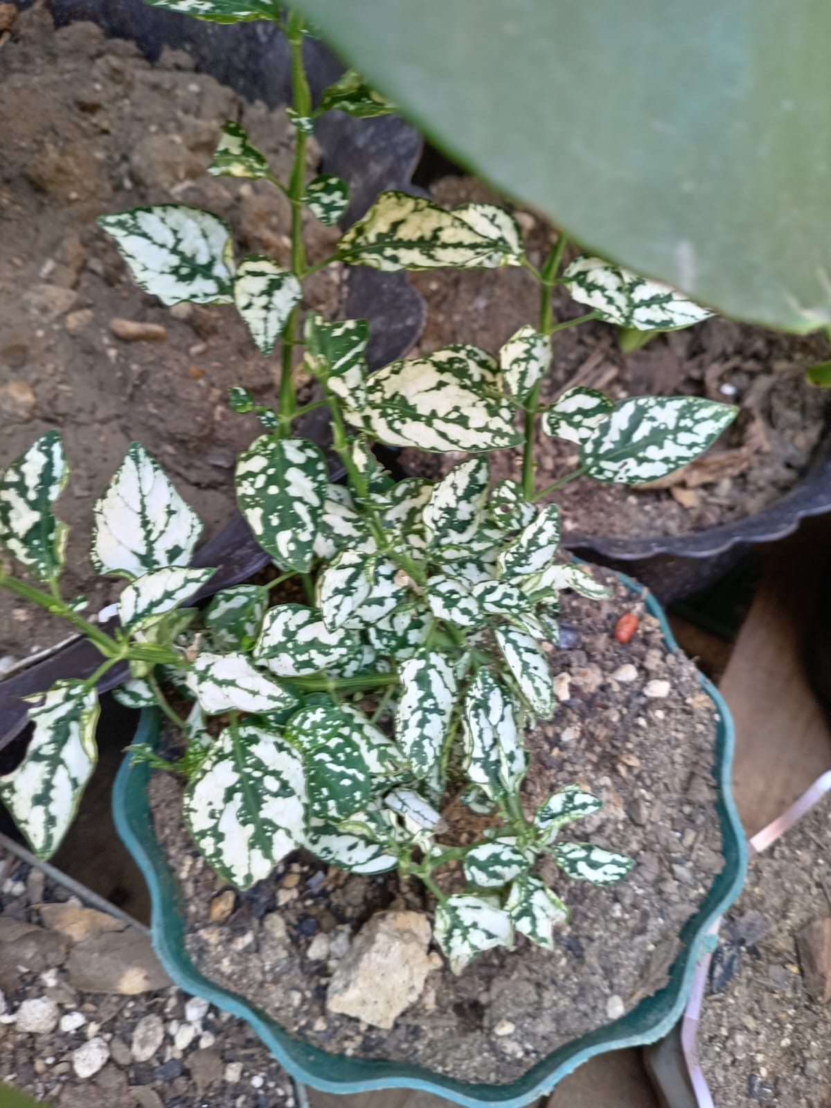 Hojas para decorar tu hogar - Imagen 8