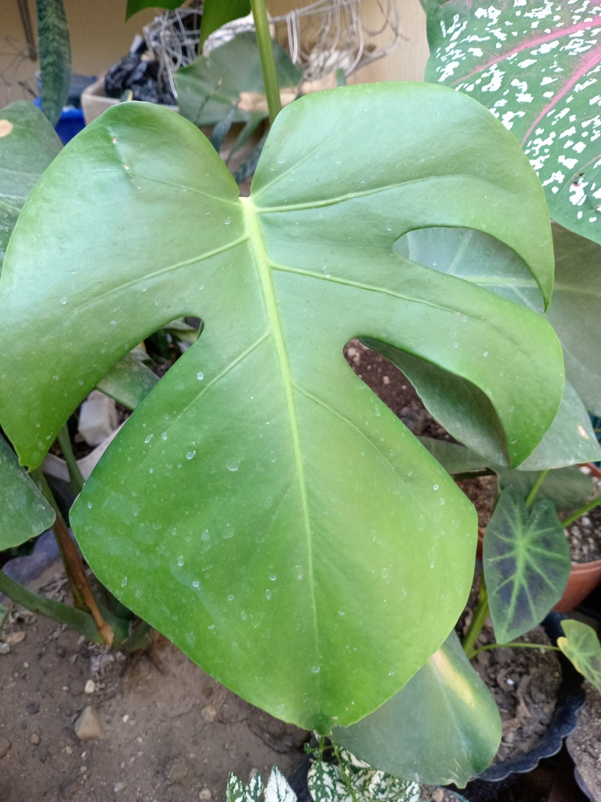 Hojas para decorar tu hogar