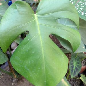 Hojas para decorar tu hogar