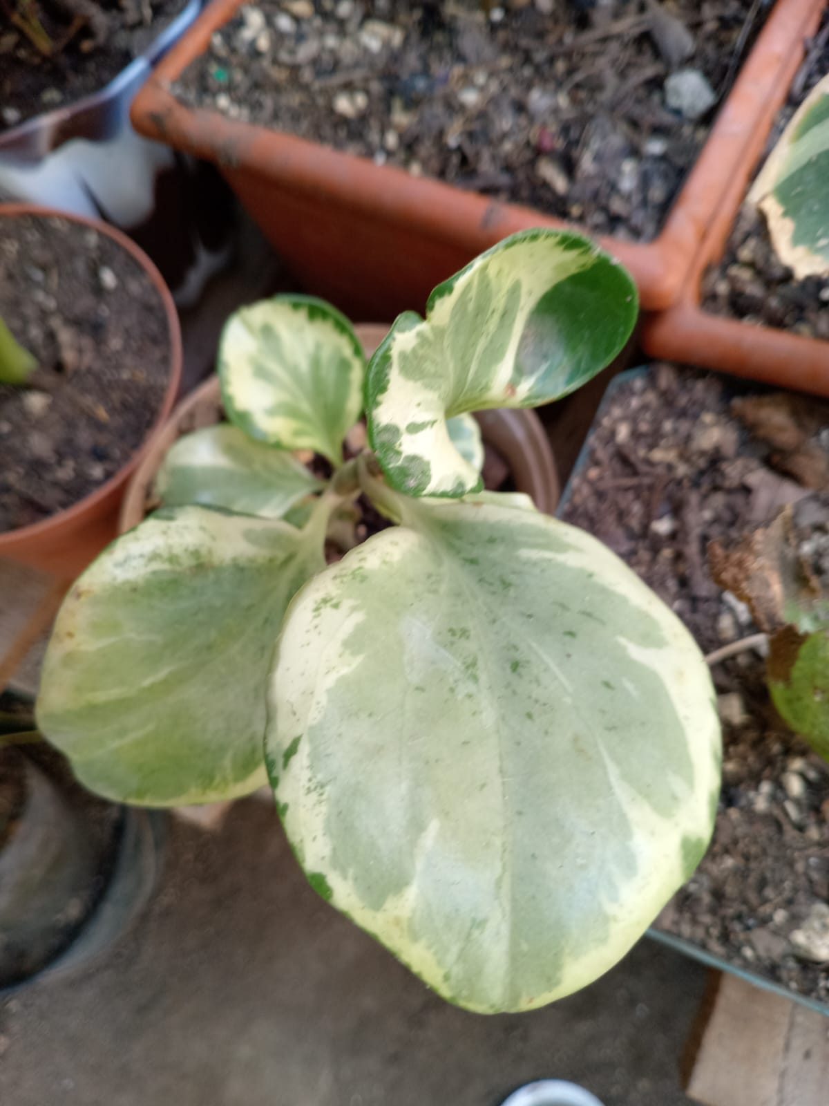 Hojas para decorar tu hogar - Imagen 5