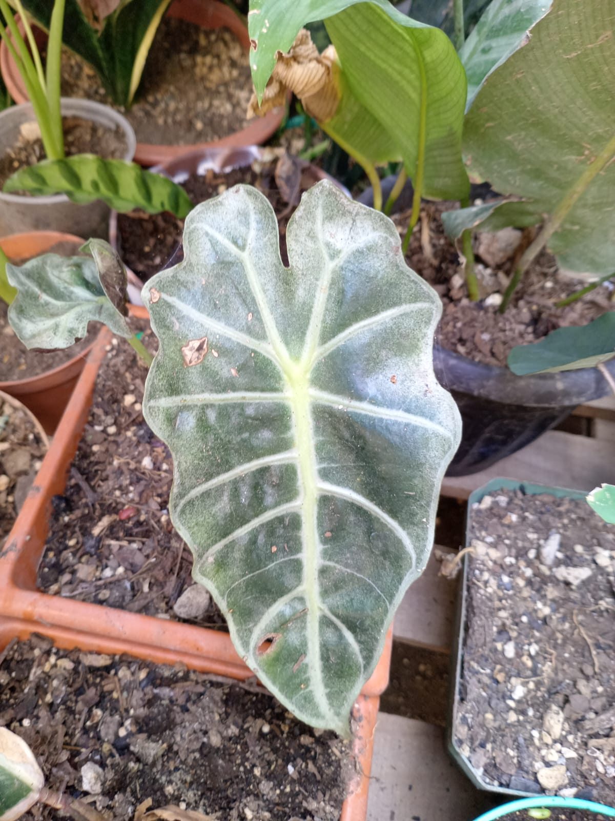 Hojas para decorar tu hogar - Imagen 6