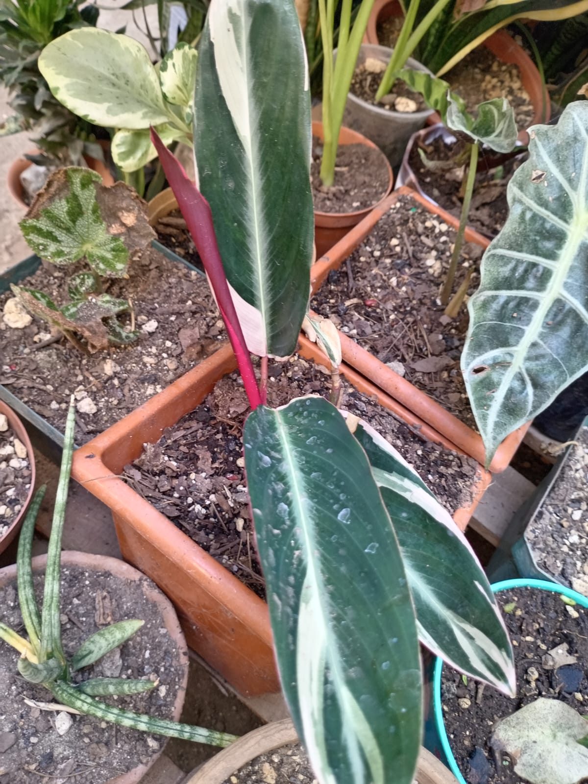 Hojas para decorar tu hogar - Imagen 13