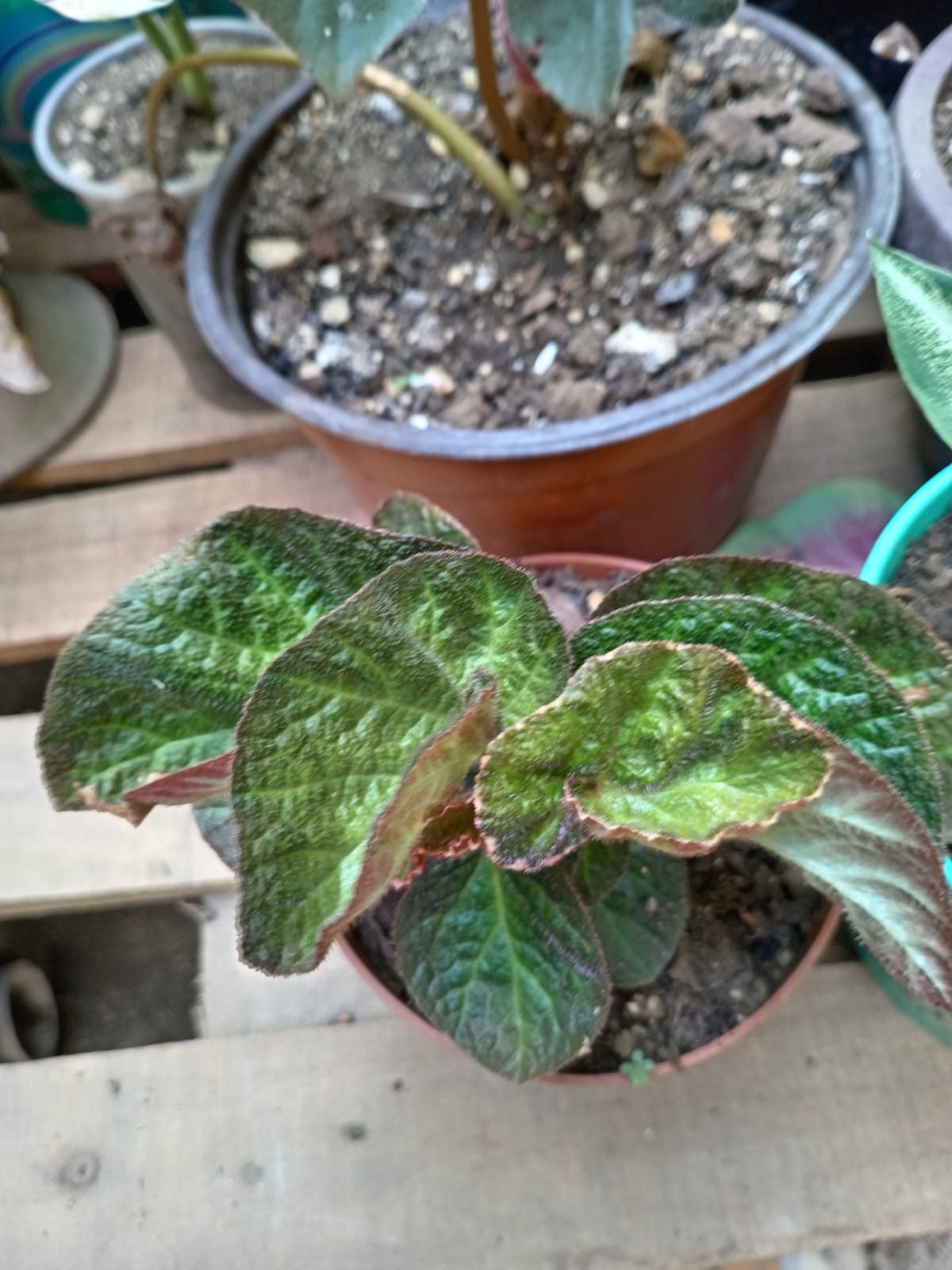 Hojas para decorar tu hogar - Imagen 9