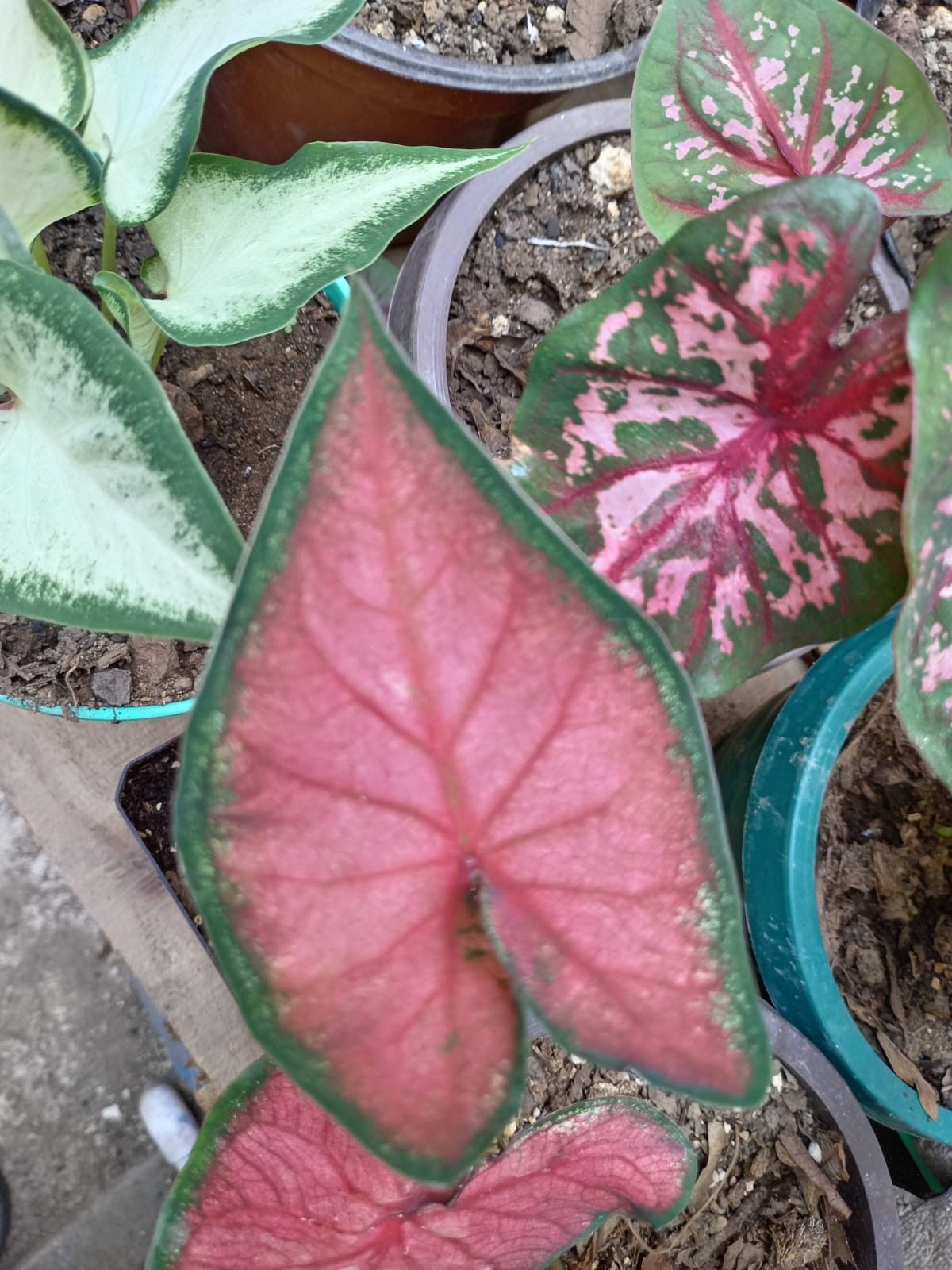 Hojas para decorar tu hogar - Imagen 3