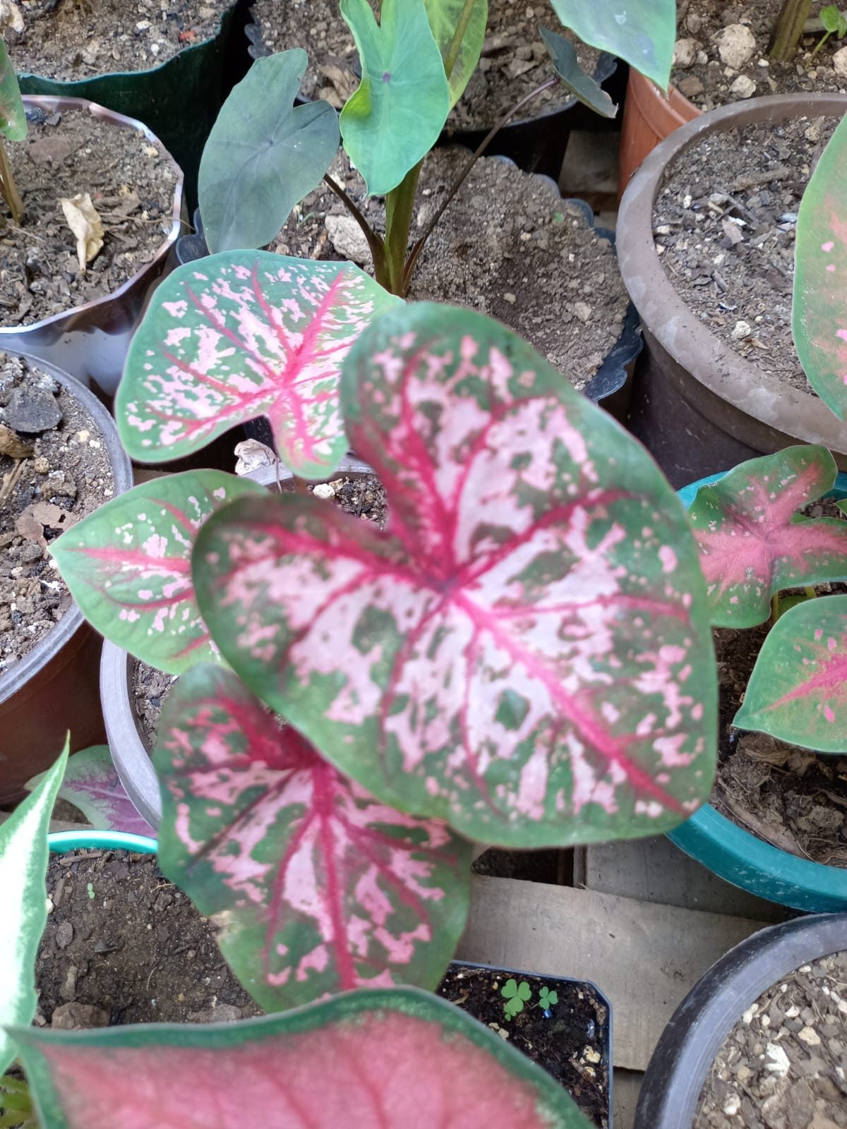 Hojas decorativas - Imagen 2