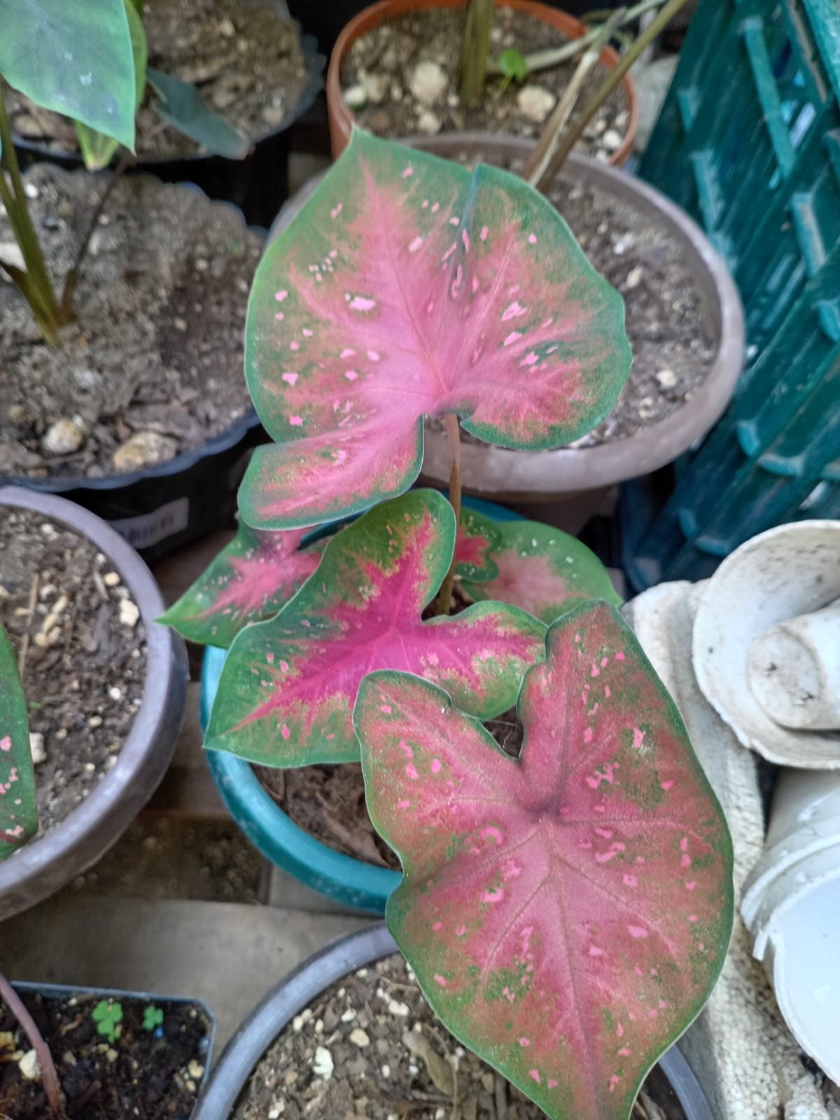 Hojas decorativas - Imagen 4