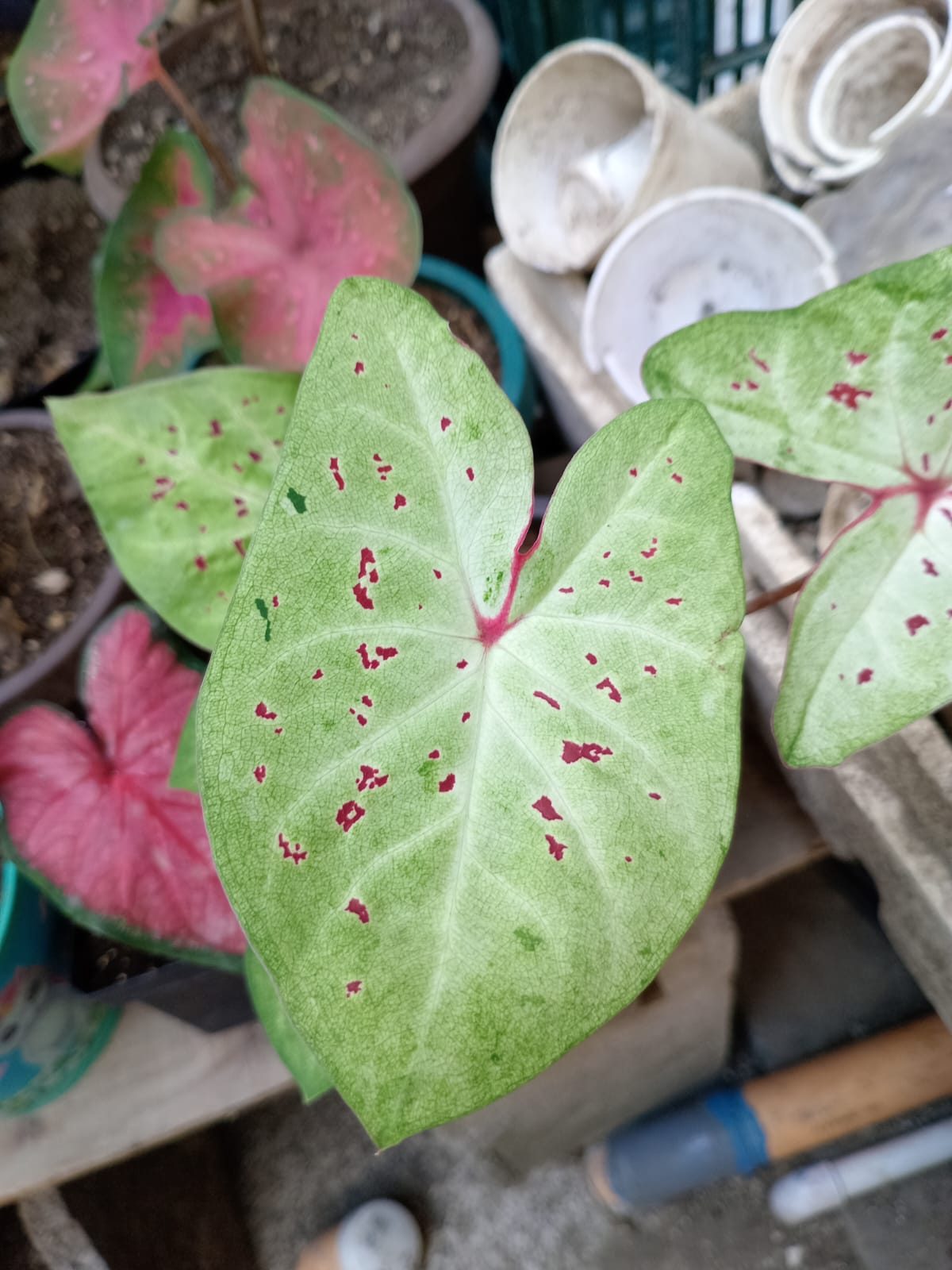 Hojas para decorar tu hogar - Imagen 11