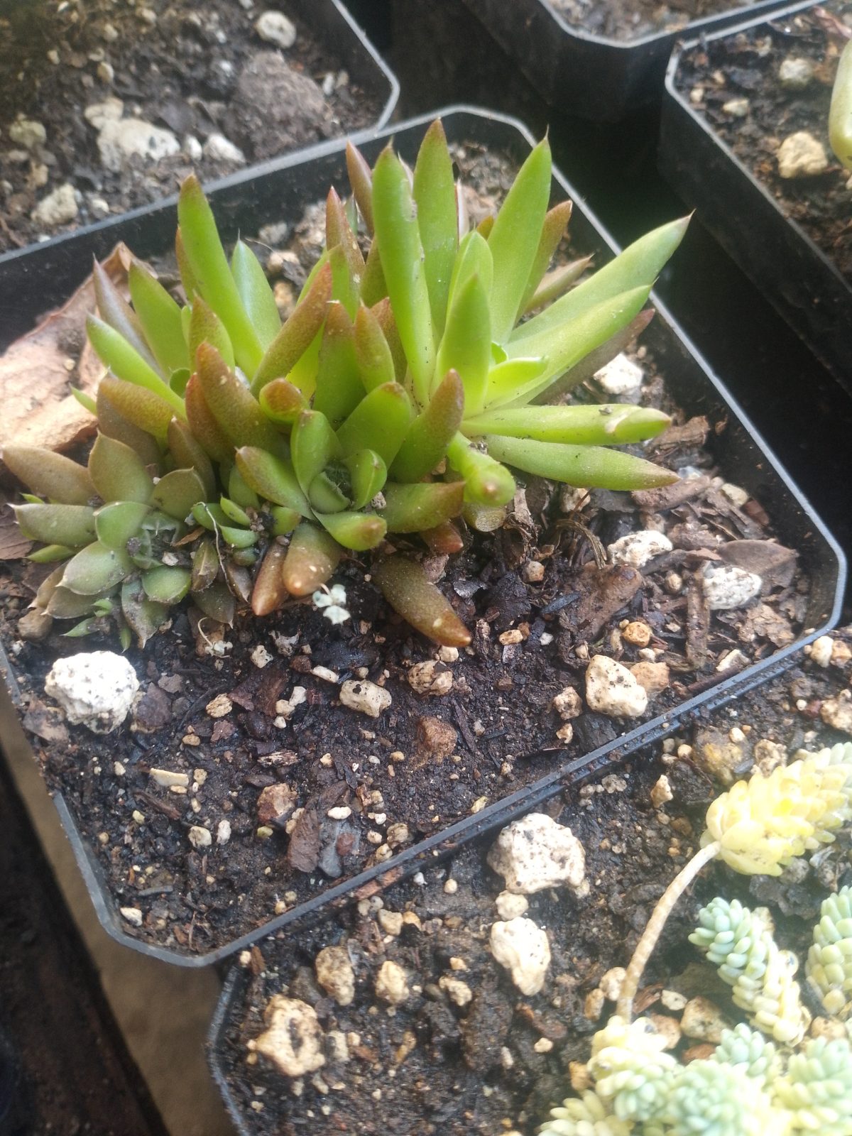 Suculenta - Imagen 4