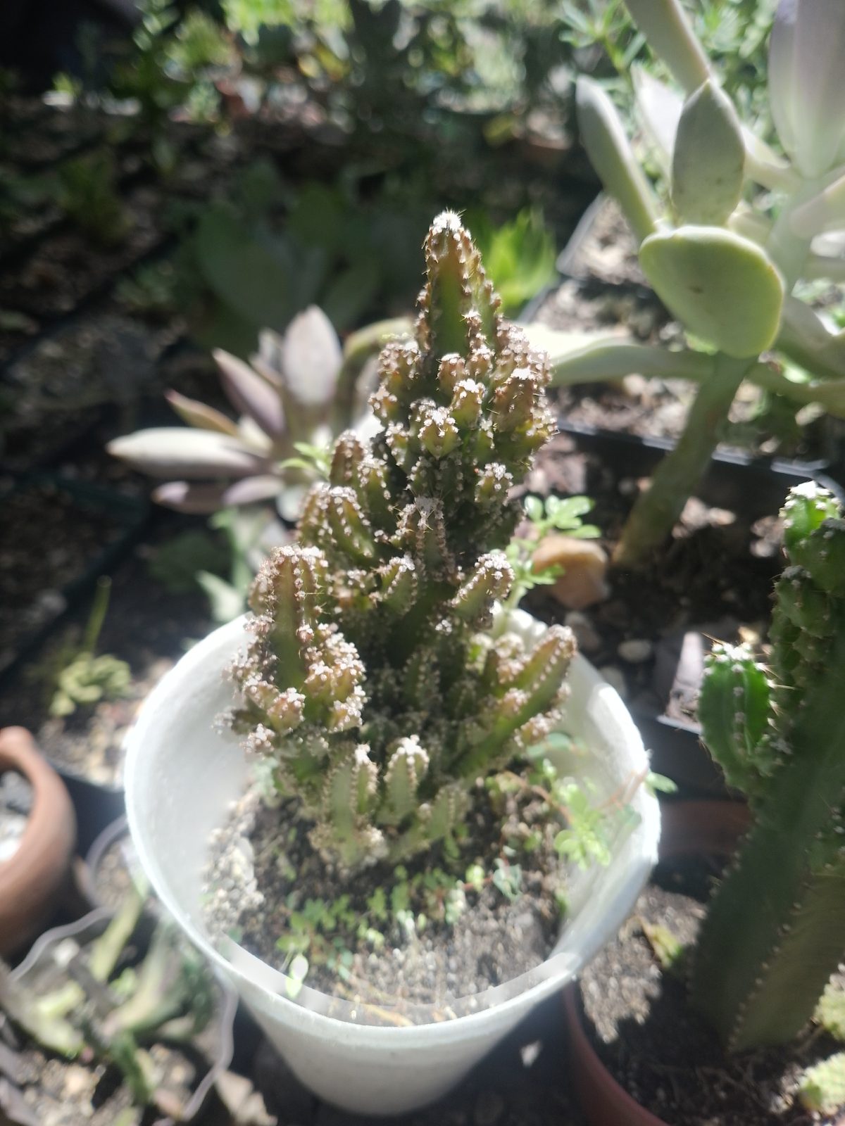 Cactus - Imagen 2