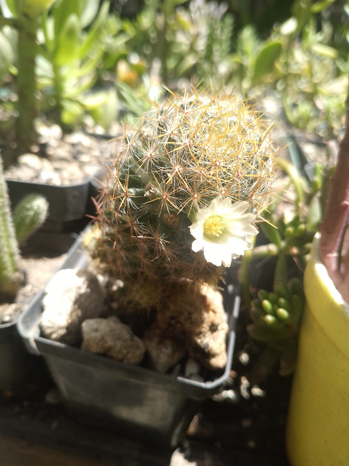 Cactus - Imagen 5