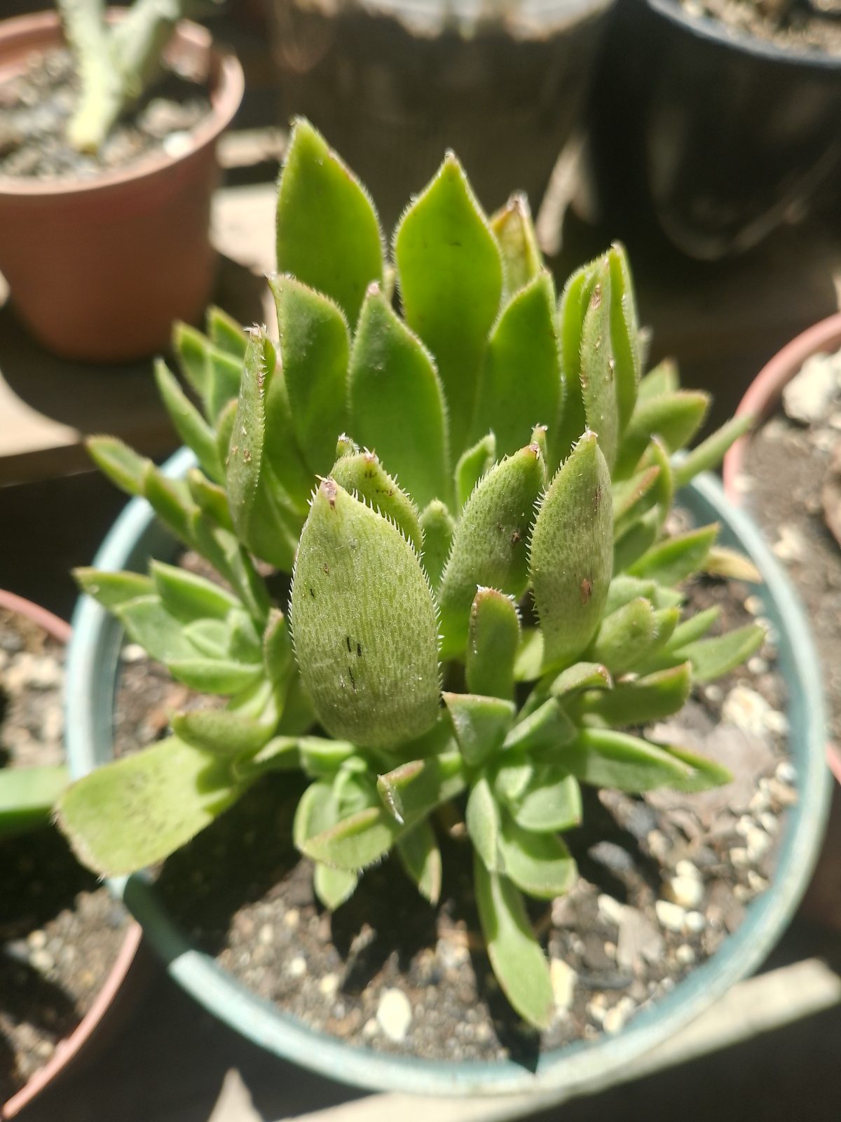 Suculenta - Imagen 2