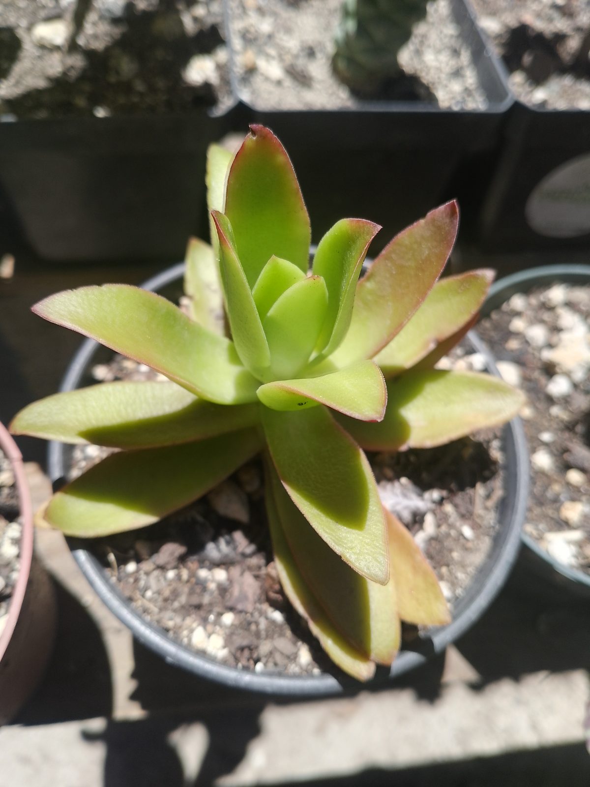 Suculenta - Imagen 3