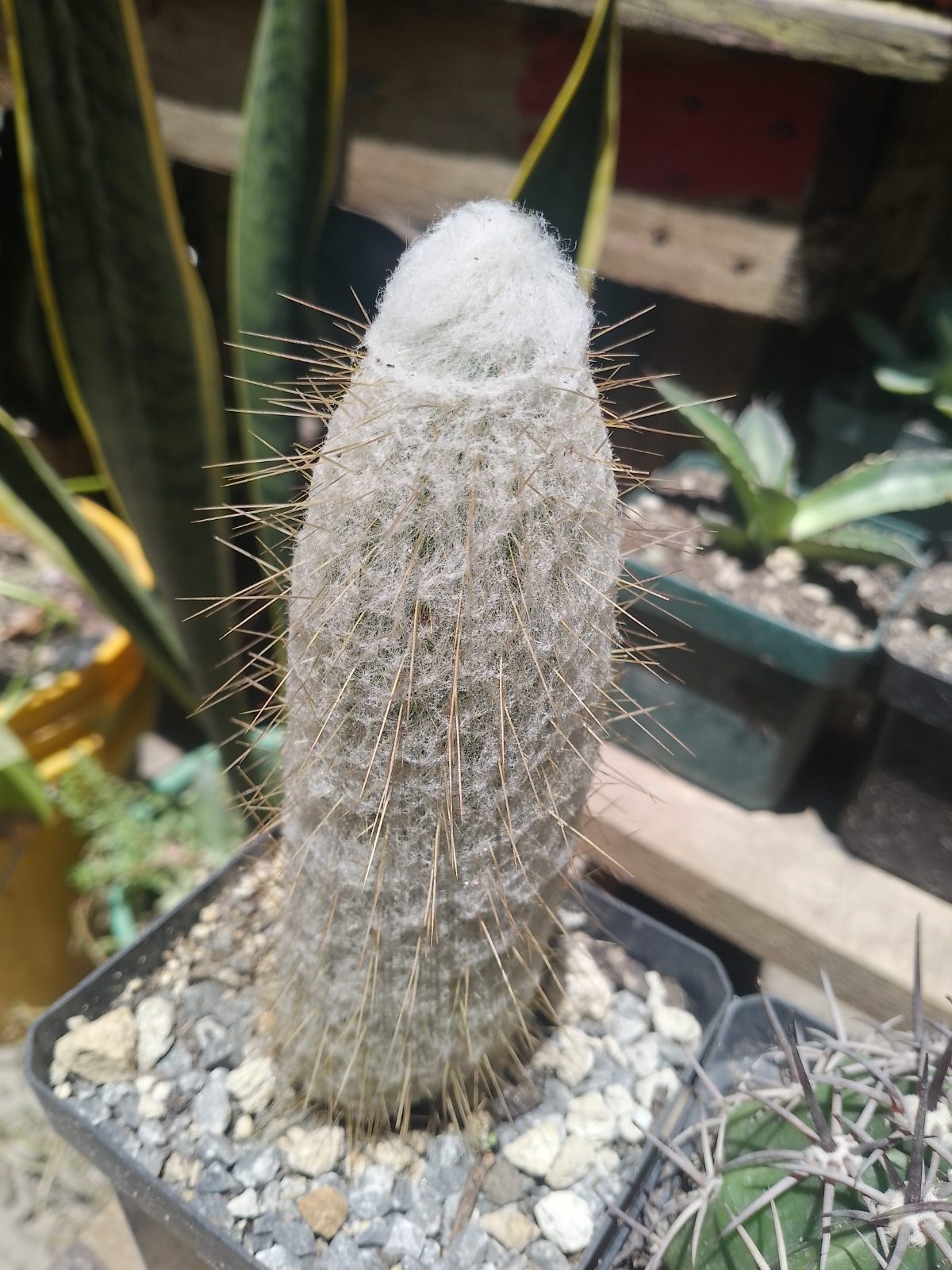 Cactus